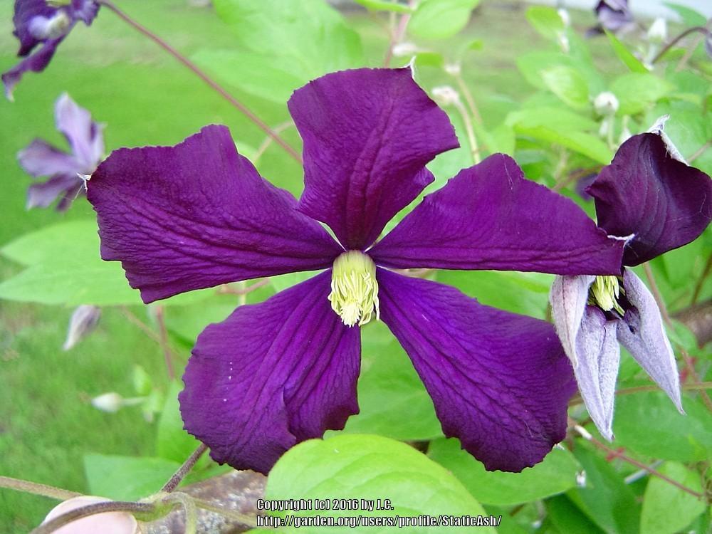 Photo of Clematis (Clematis viticella 'Etoile Violette') uploaded by StaticAsh