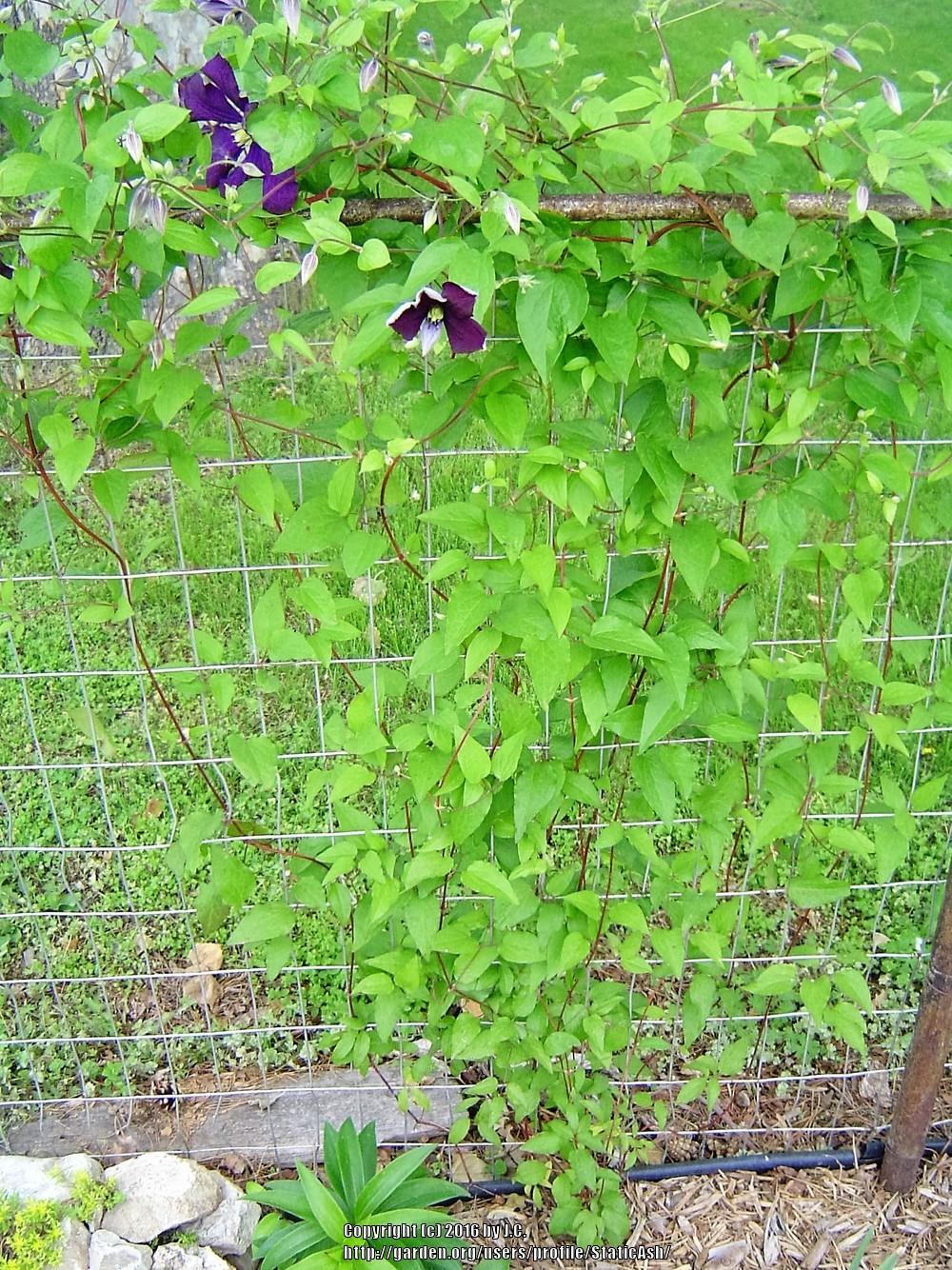 Photo of Clematis (Clematis viticella 'Etoile Violette') uploaded by StaticAsh