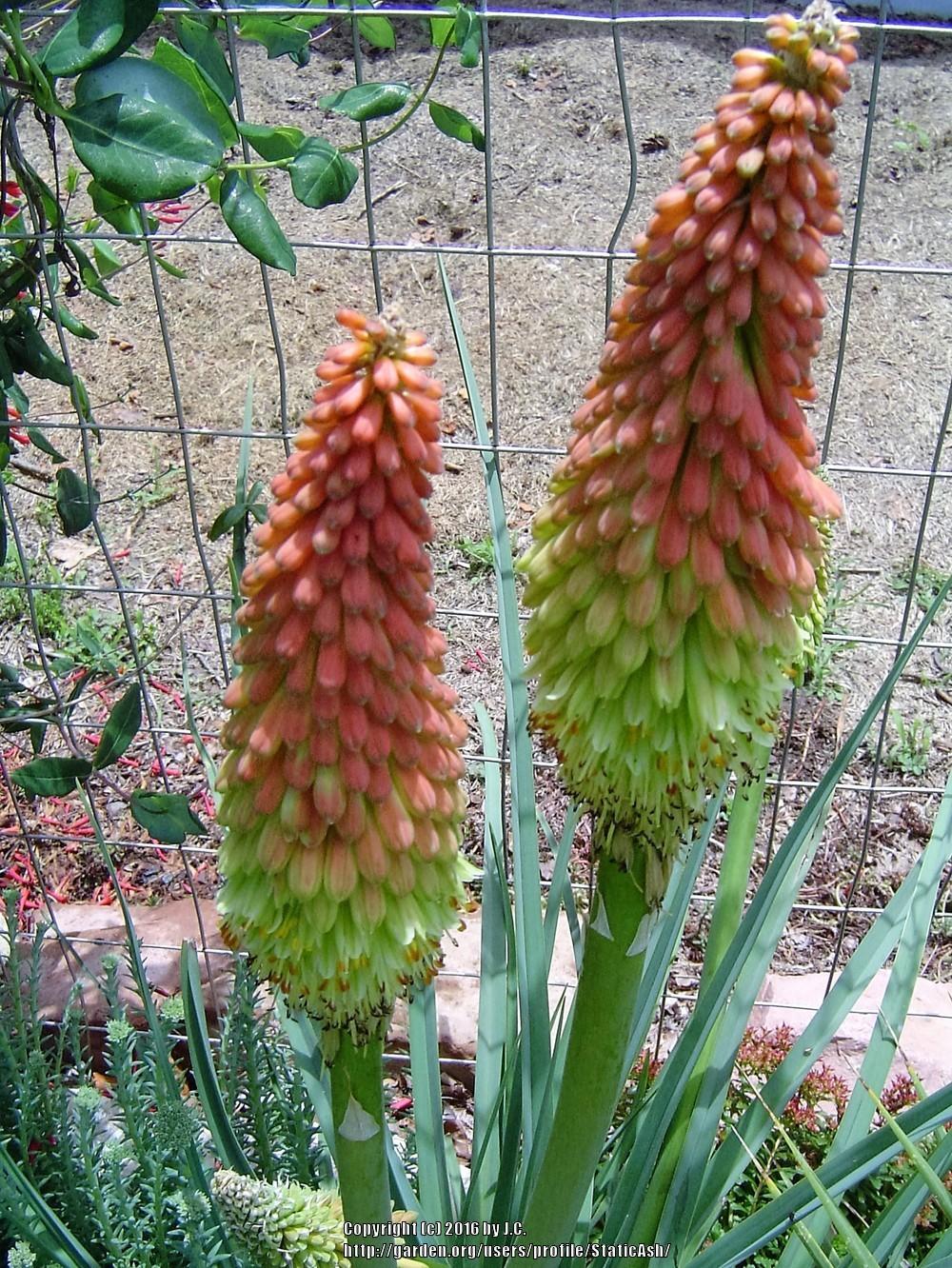 Photo of Torch Lilies (Kniphofia) uploaded by StaticAsh