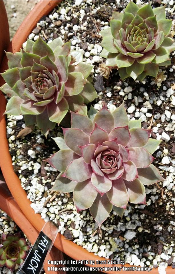 Photo of Hen and Chicks (Sempervivum 'Fat Jack') uploaded by TerriStanley