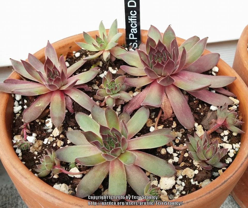 Photo of Hen and Chicks (Sempervivum 'Pacific Daemon') uploaded by TerriStanley