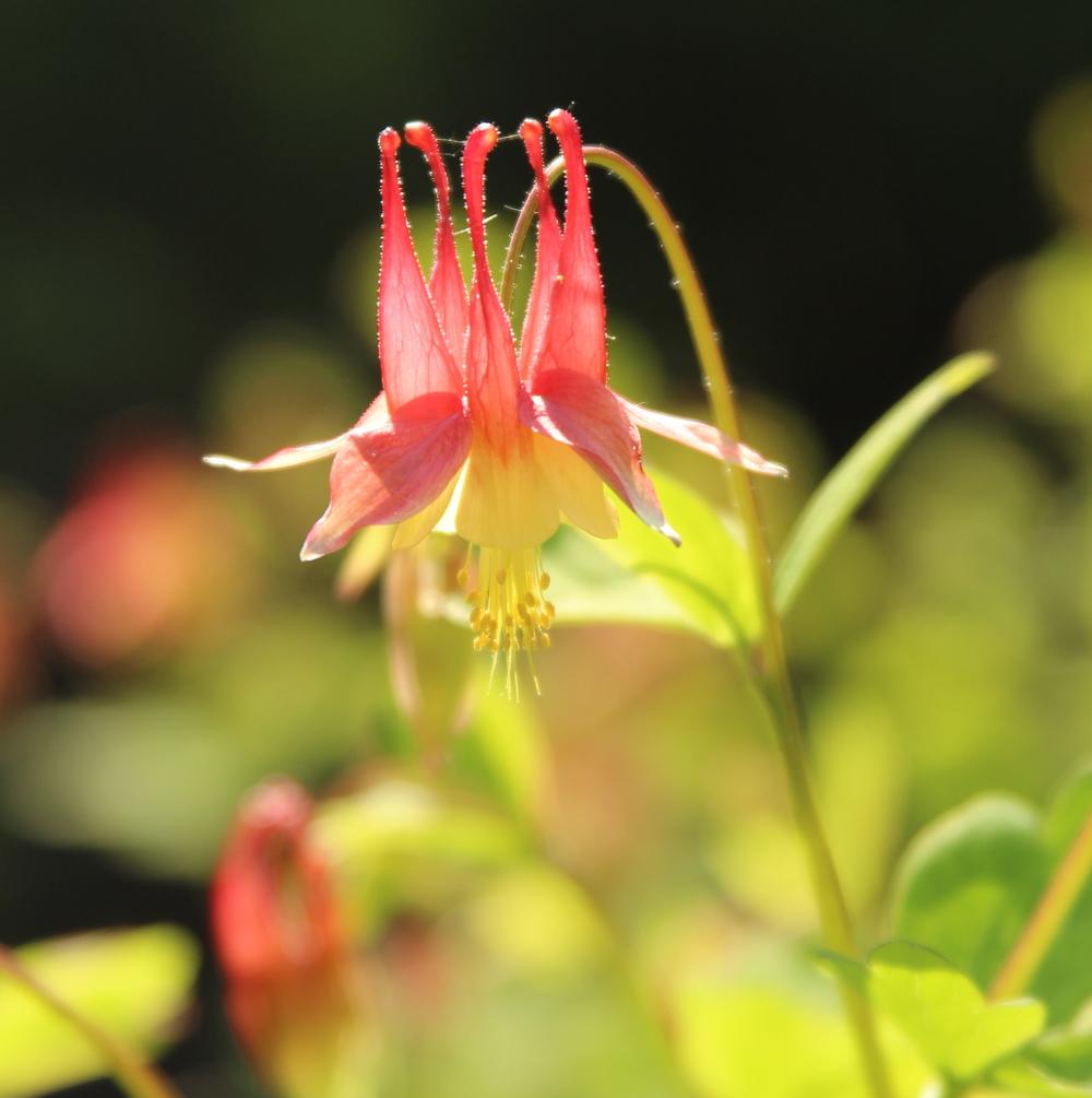 Photo of Eastern Red Columbine (Aquilegia canadensis) uploaded by bratwithcat