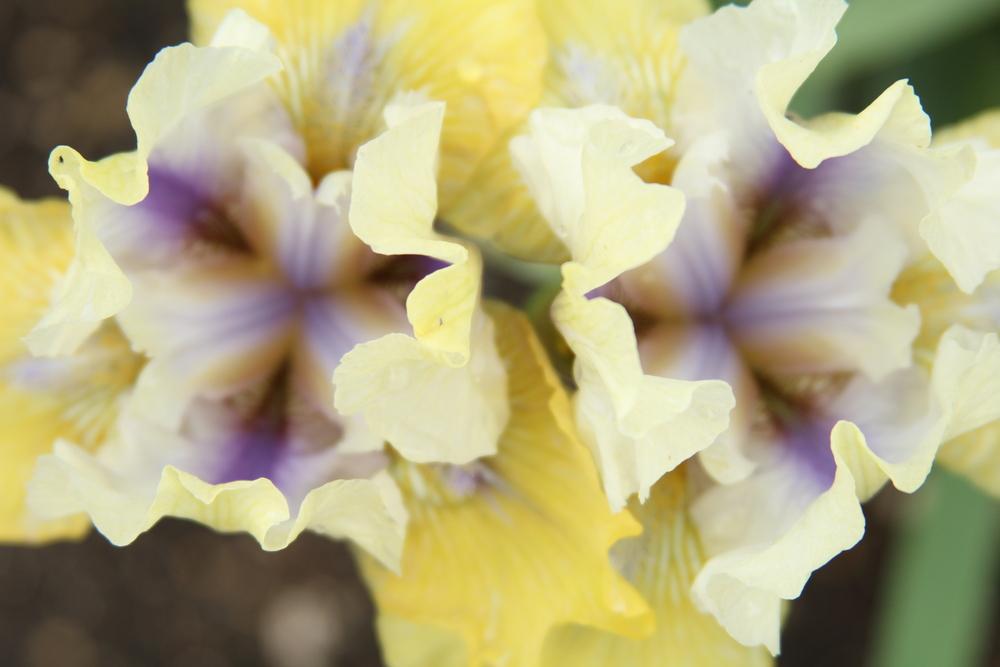 Photo of Intermediate Bearded Iris (Iris 'Double Your Fun') uploaded by bratwithcat