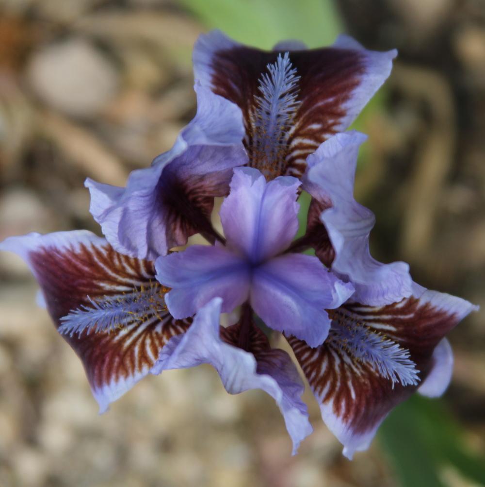 Photo of Standard Dwarf Bearded Iris (Iris 'Earth and Sky') uploaded by bratwithcat