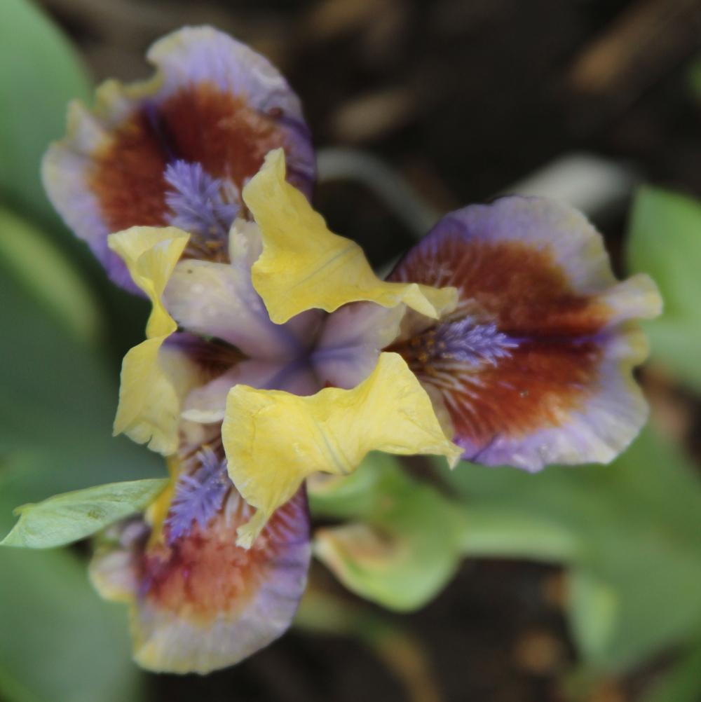 Photo of Standard Dwarf Bearded Iris (Iris 'Rainbow Rim') uploaded by bratwithcat