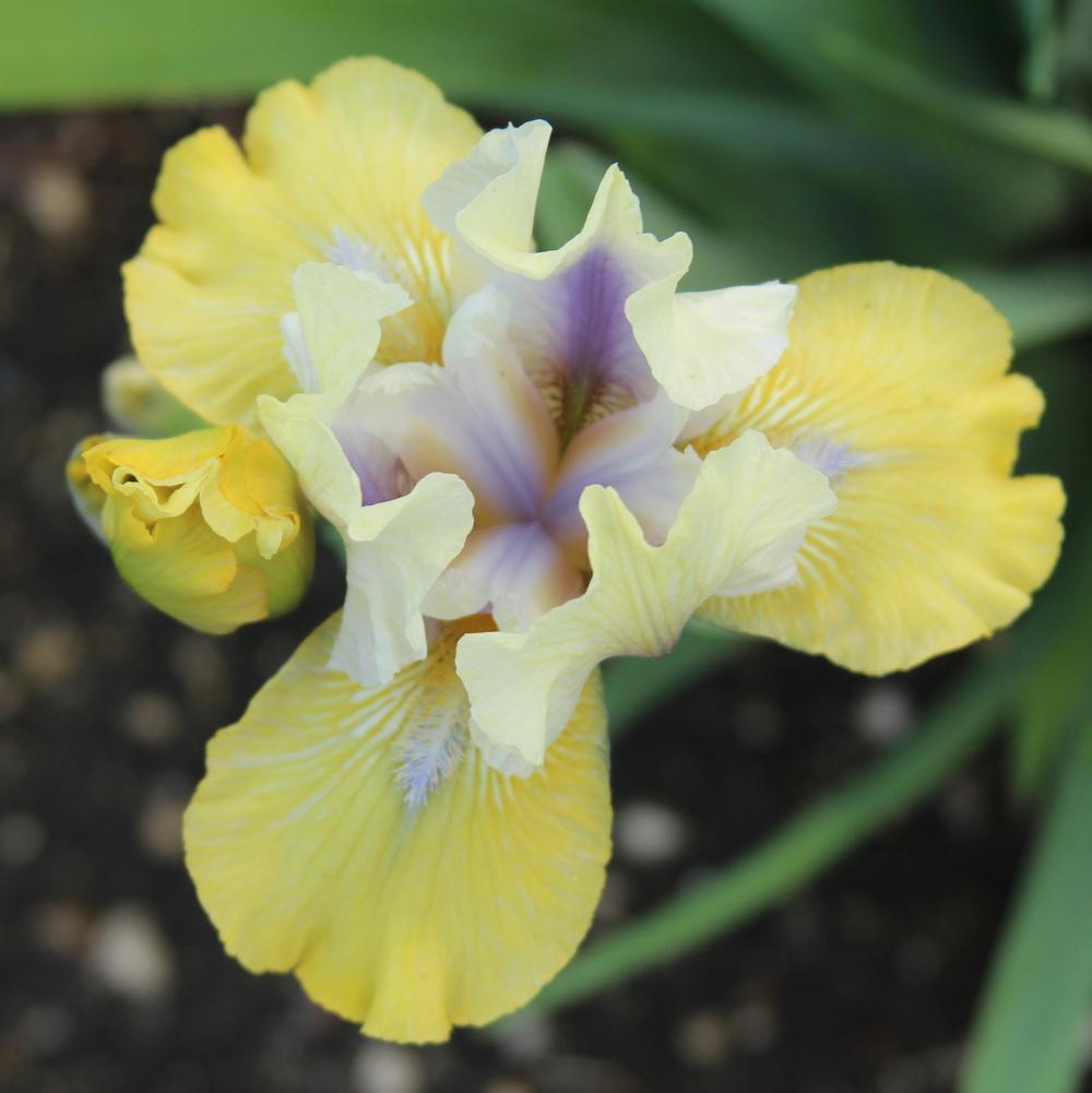 Photo of Intermediate Bearded Iris (Iris 'Double Your Fun') uploaded by bratwithcat