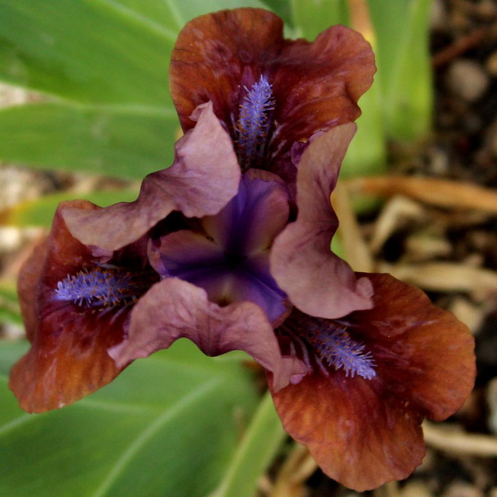 Photo of Standard Dwarf Bearded Iris (Iris 'Gizmo the Gremlin') uploaded by bratwithcat