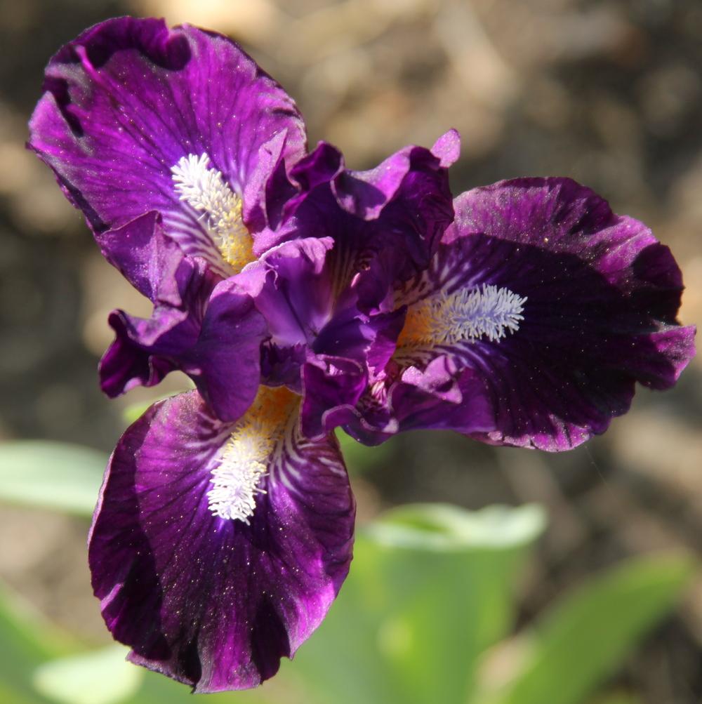 Photo of Standard Dwarf Bearded Iris (Iris 'Wish Upon a Star') uploaded by bratwithcat