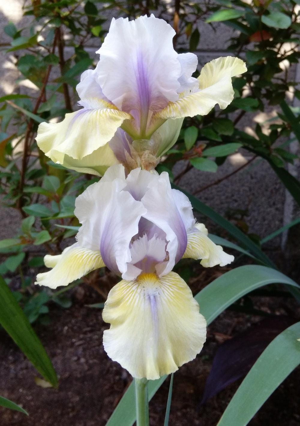 Photo of Intermediate Bearded Iris (Iris 'Double Your Fun') uploaded by cocoajuno