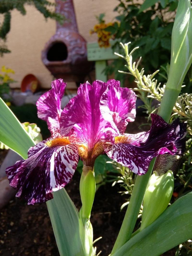 Photo of Tall Bearded Iris (Iris 'Peggy Anne') uploaded by cocoajuno
