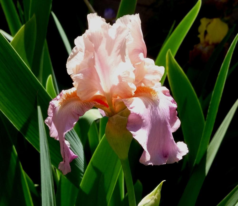Photo of Tall Bearded Iris (Iris 'Sweet Musette') uploaded by cocoajuno