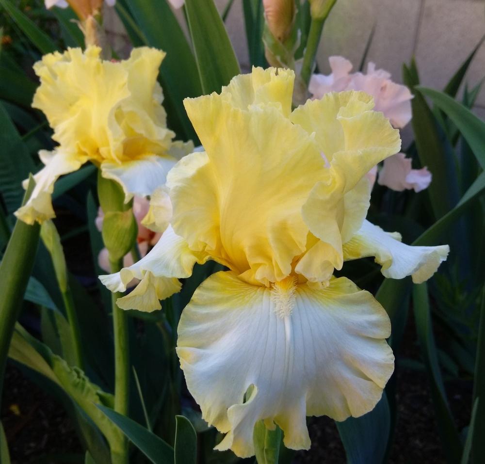 Photo of Tall Bearded Iris (Iris 'Sunray Reflection') uploaded by cocoajuno