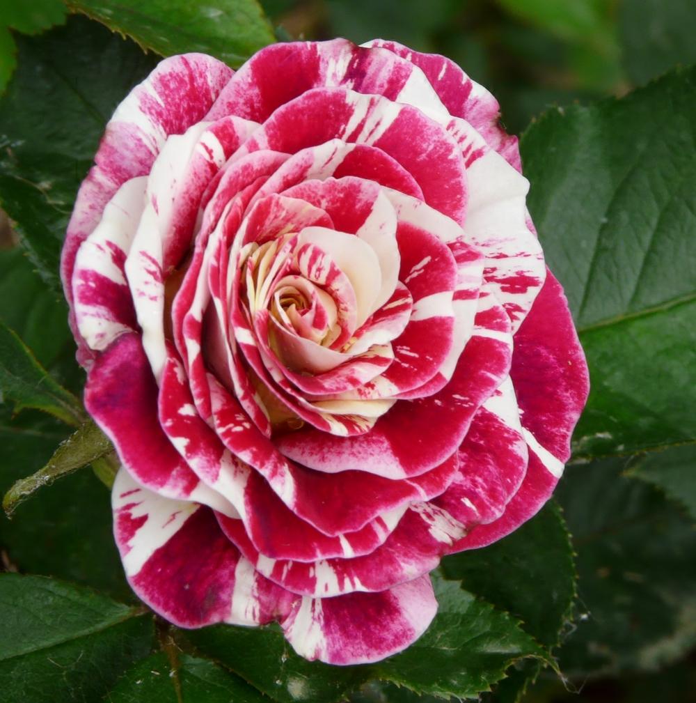 Photo of Rose (Rosa 'George Burns') uploaded by cwhitt