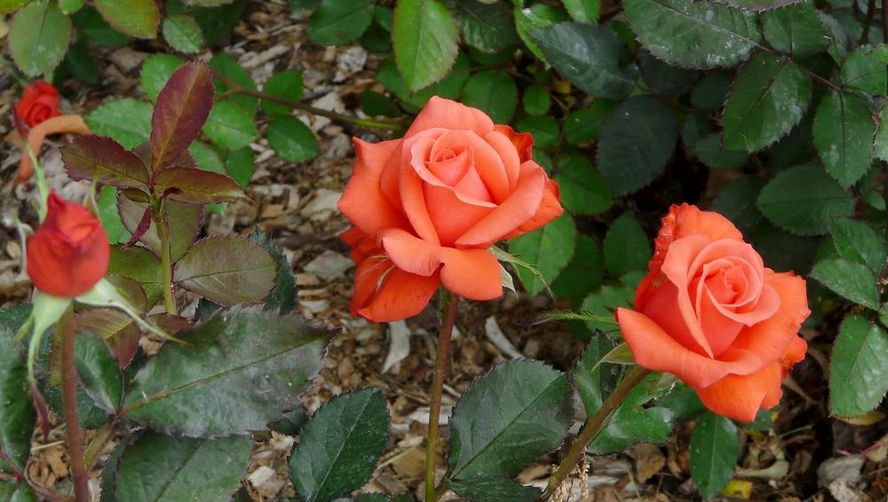 Photo of Rose (Rosa 'Lady Rose') uploaded by cwhitt