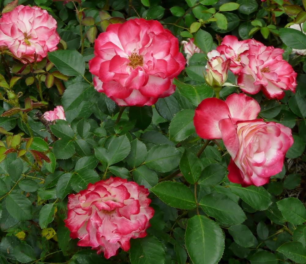 Photo of Rose (Rosa 'Cherry Parfait') uploaded by cwhitt