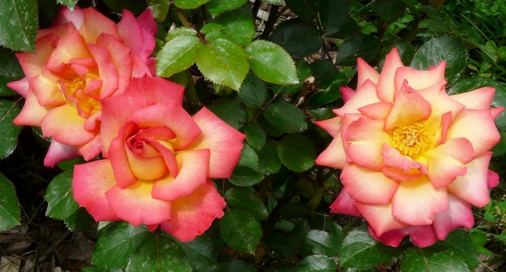 Photo of Rose (Rosa 'Rainbow Sorbet') uploaded by cwhitt