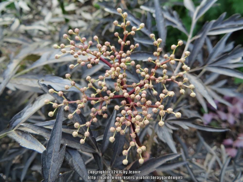 Photo of Elderberry (Sambucus nigra Black Lace™) uploaded by foraygardengirl