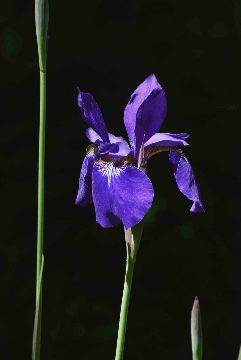 Photo of Siberian Iris (Iris 'Caesar's Brother') uploaded by marsrover