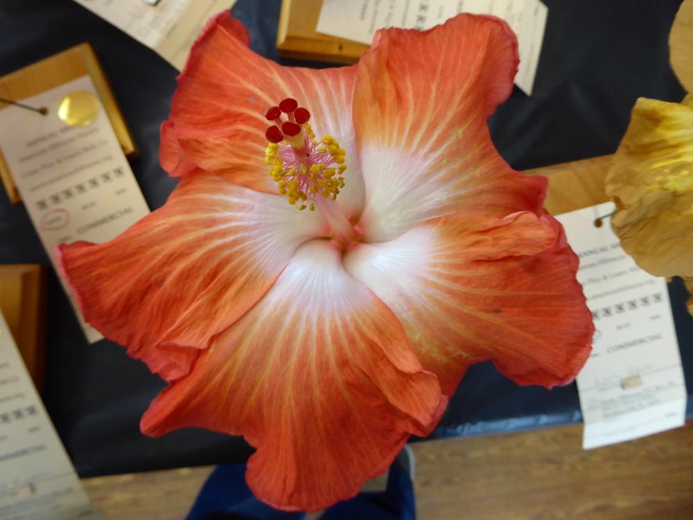 Photo of Tropical Hibiscus (Hibiscus rosa-sinensis 'Radiant') uploaded by mellielong