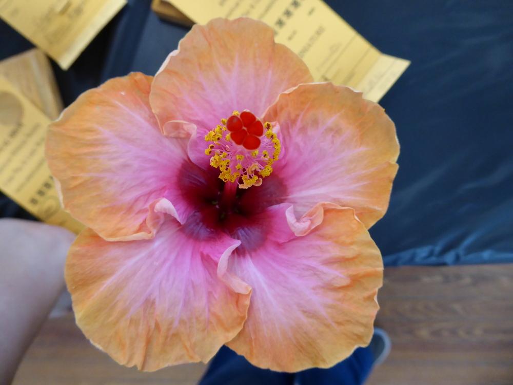 Photo of Tropical Hibiscus (Hibiscus rosa-sinensis 'Erin Rachael') uploaded by mellielong