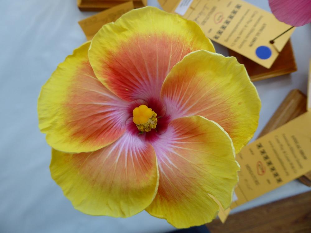 Photo of Tropical Hibiscus (Hibiscus rosa-sinensis 'Acapulco Gold') uploaded by mellielong