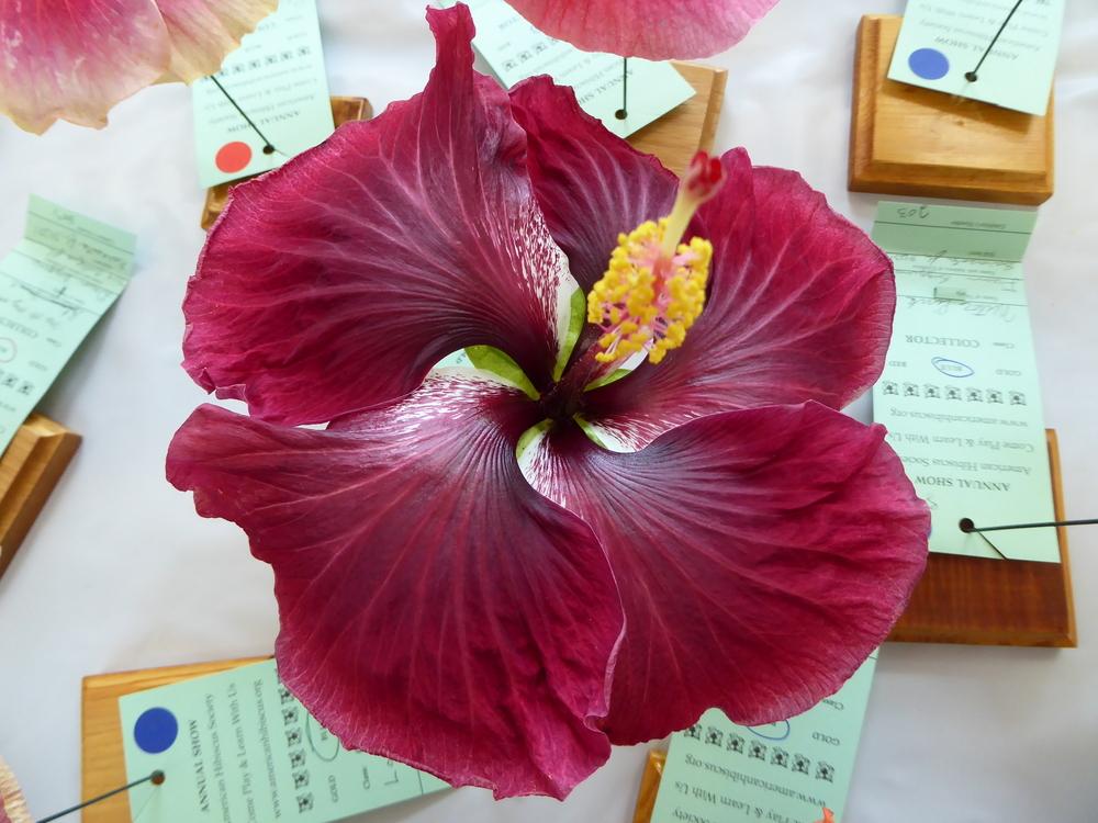 Photo of Tropical Hibiscus (Hibiscus rosa-sinensis 'Black Dragon') uploaded by mellielong