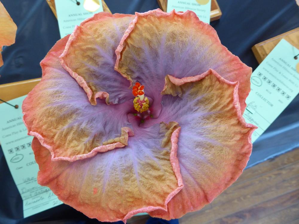 Photo of Tropical Hibiscus (Hibiscus rosa-sinensis 'Creole Lady') uploaded by mellielong
