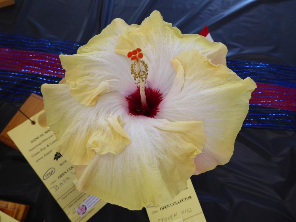 Photo of Tropical Hibiscus (Hibiscus rosa-sinensis 'Stolen Kiss') uploaded by mellielong