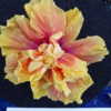 Sunset Chapter, American Hibiscus Society show, Winner Collector 