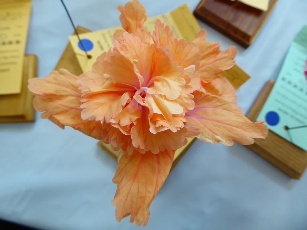 Photo of Tropical Hibiscus (Hibiscus rosa-sinensis 'El Capitolio Sport') uploaded by mellielong
