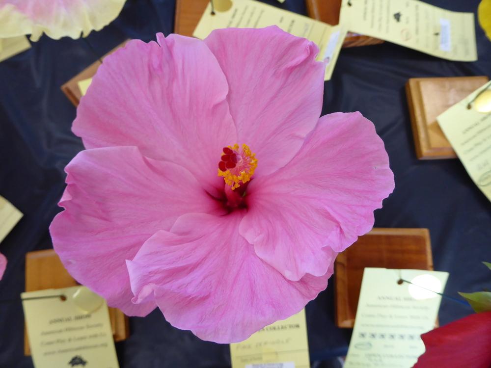 Photo of Tropical Hibiscus (Hibiscus rosa-sinensis 'Seminole Pink') uploaded by mellielong