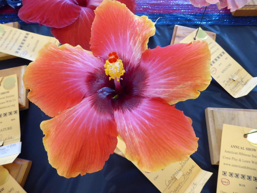 Photo of Tropical Hibiscus (Hibiscus rosa-sinensis 'Cosmic Dancer') uploaded by mellielong