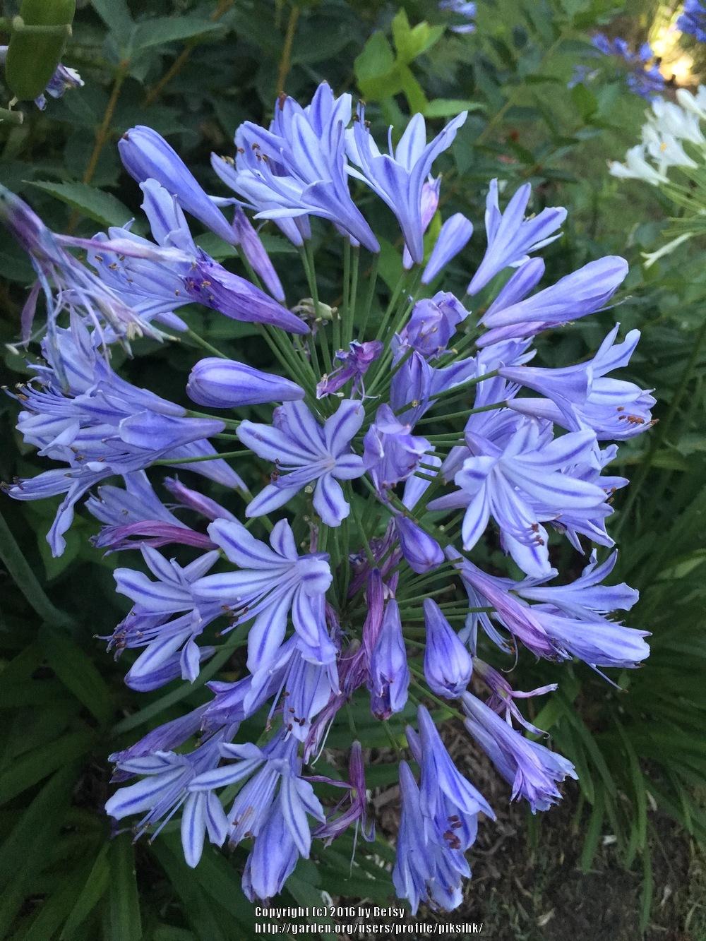 Photo of Lily of the Nile (Agapanthus) uploaded by piksihk