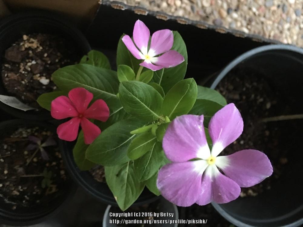 Photo of Vinca (Catharanthus roseus) uploaded by piksihk