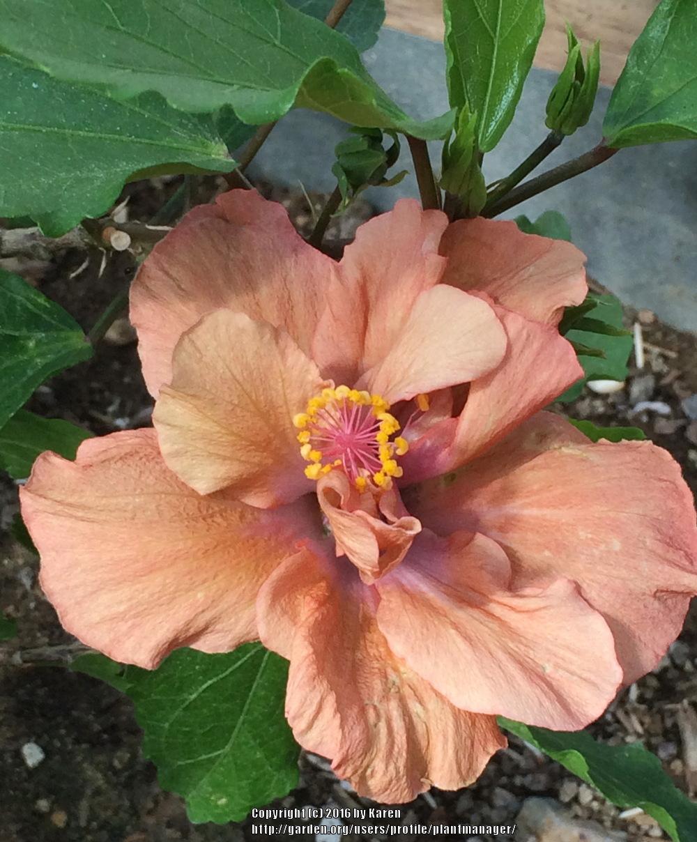 Photo of Tropical Hibiscuses (Hibiscus rosa-sinensis) uploaded by plantmanager