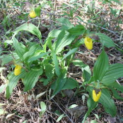 Location: A wild area on the edge of my garden, Ontario, Canada.
Date: 2016-05-29
This little group of lady's slippers are growing on the edge of m