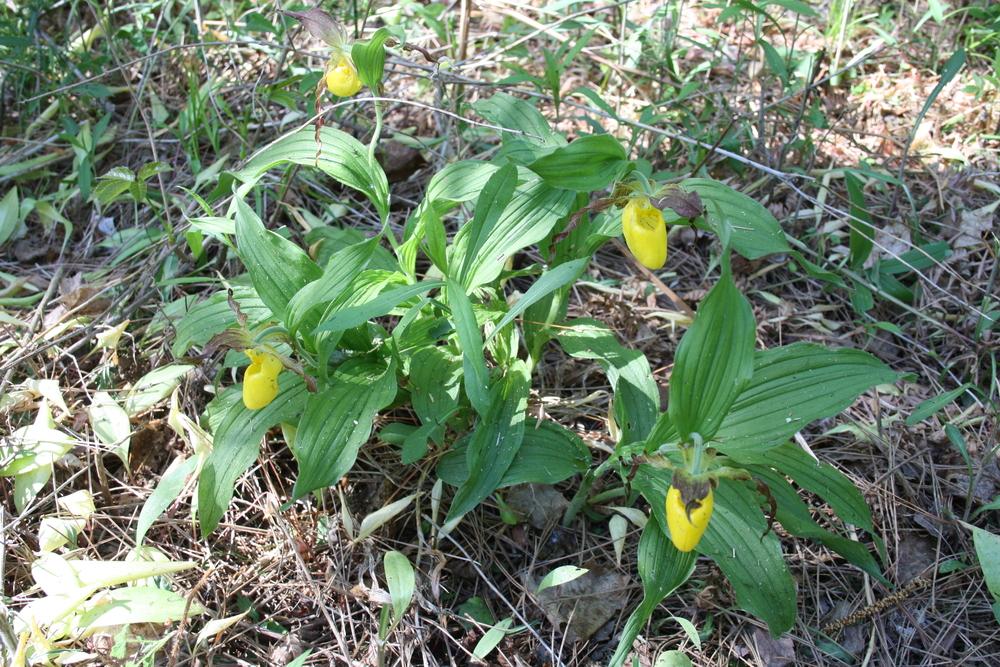 Photo of Small Flowered Yellow Lady's Slipper Orchid (Cypripedium parviflorum var. parviflorum) uploaded by touchofsky
