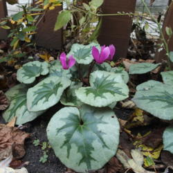 Location: Minneapolis, Minnesota
Date: 2015-11-06
A recently transplanted cyclamen that has finally settled in and 