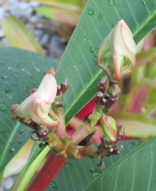 Photo of Plumeria (Plumeria rubra 'Bali Whirl') uploaded by Dutchlady1