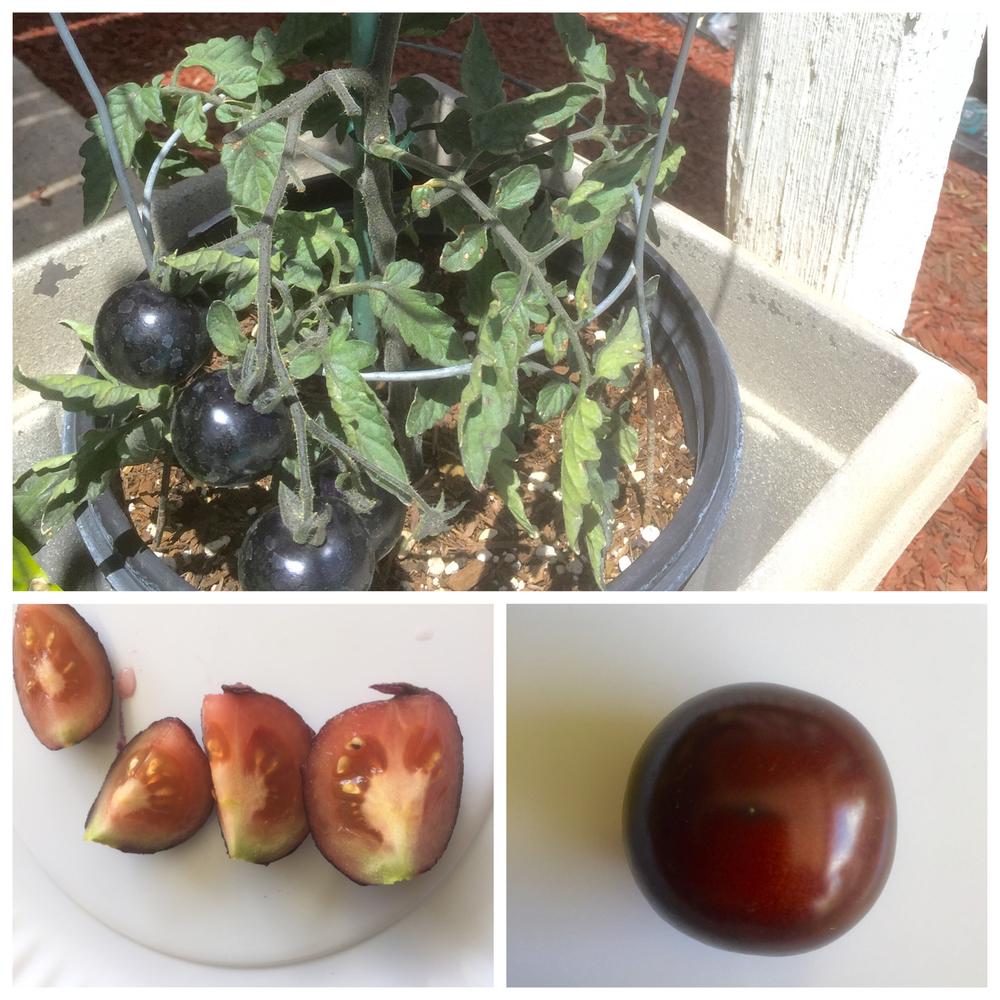 Photo of Tomato (Solanum lycopersicum 'Indigo Rose') uploaded by Englishgardener