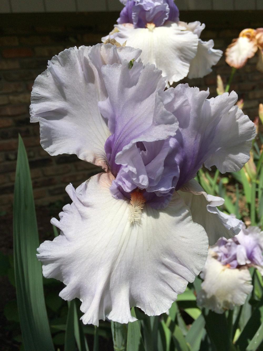 Photo of Tall Bearded Iris (Iris 'Fogbound') uploaded by GuardenAngel