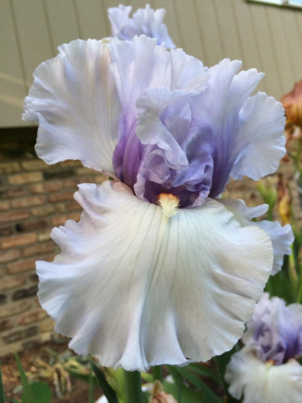 Photo of Tall Bearded Iris (Iris 'Fogbound') uploaded by GuardenAngel
