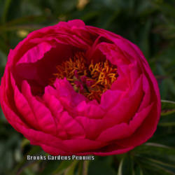 
Photo courtesy of Brooks Gardens Peonies. Used with permission.