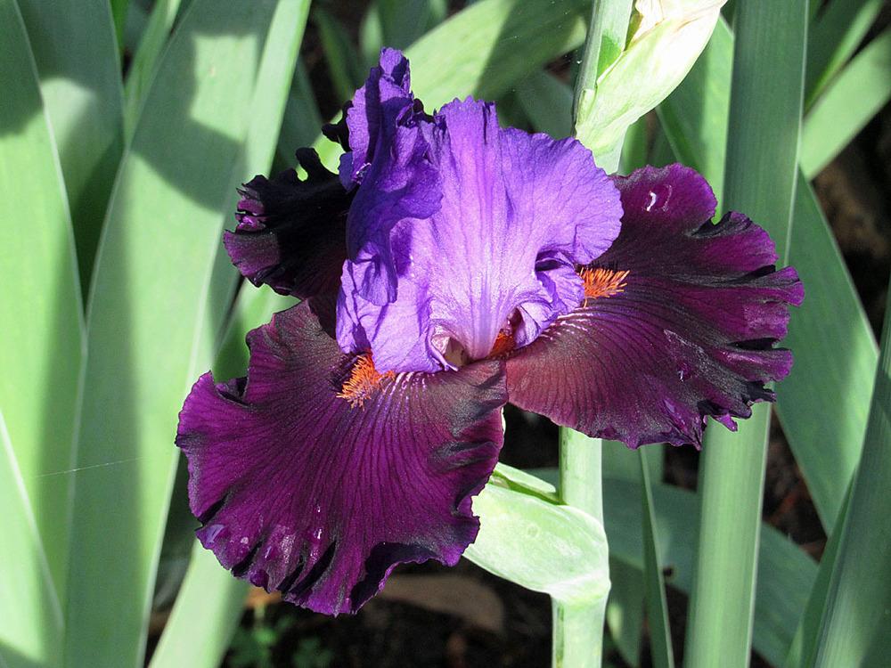 Photo of Tall Bearded Iris (Iris 'Black Magic Woman') uploaded by Lestv