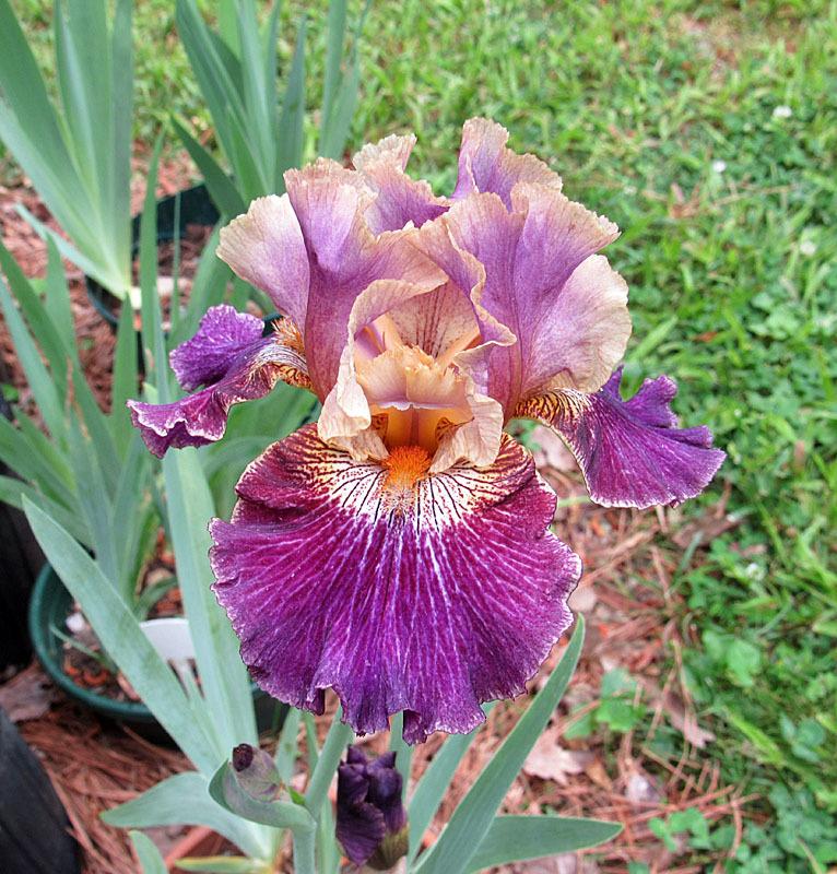 Photo of Tall Bearded Iris (Iris 'Let's Be Friends') uploaded by Lestv
