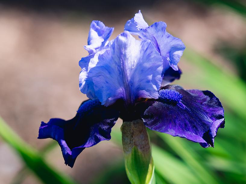 Photo of Intermediate Bearded Iris (Iris 'Hellcat') uploaded by bennysplace