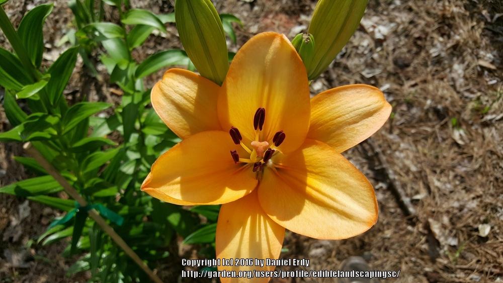 Photo of Lily (Lilium 'Menorca') uploaded by ediblelandscapingsc