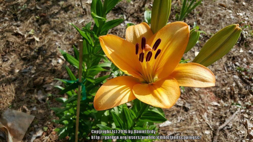 Photo of Lily (Lilium 'Menorca') uploaded by ediblelandscapingsc