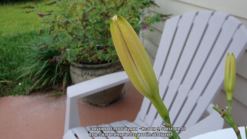 Photo of Daylily (Hemerocallis 'Vivacious') uploaded by flaflwrgrl