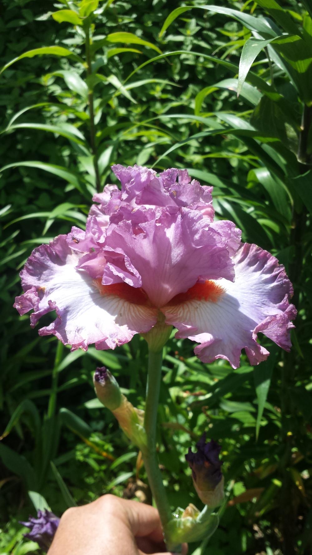 Photo of Tall Bearded Iris (Iris 'Enough Is Enough') uploaded by gemini_sage